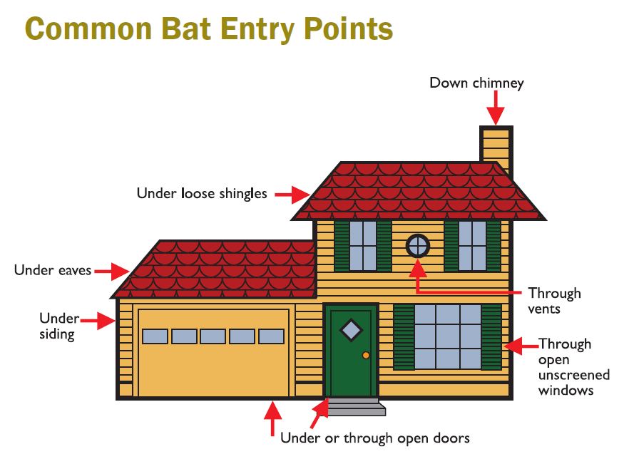 Common Bat Entry Points