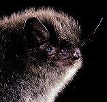 Myotis lucifugus - Little Brown Bat