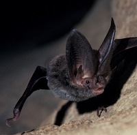 Corynorhinus Rafinesquii - Rafinesque's Big-Eared Bat