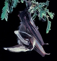 Corynorhinus townsendii - Townsend's Big-Eared Bat