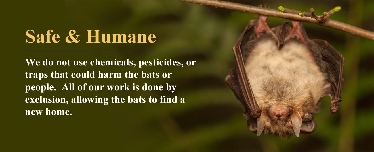 Humane removal of bats in Central California