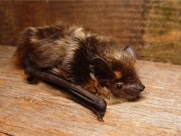 Bat Removal in DE & MD - Bay Area Wildlife Solutions