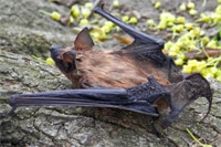 Brown Bat - California Bat Exclusion